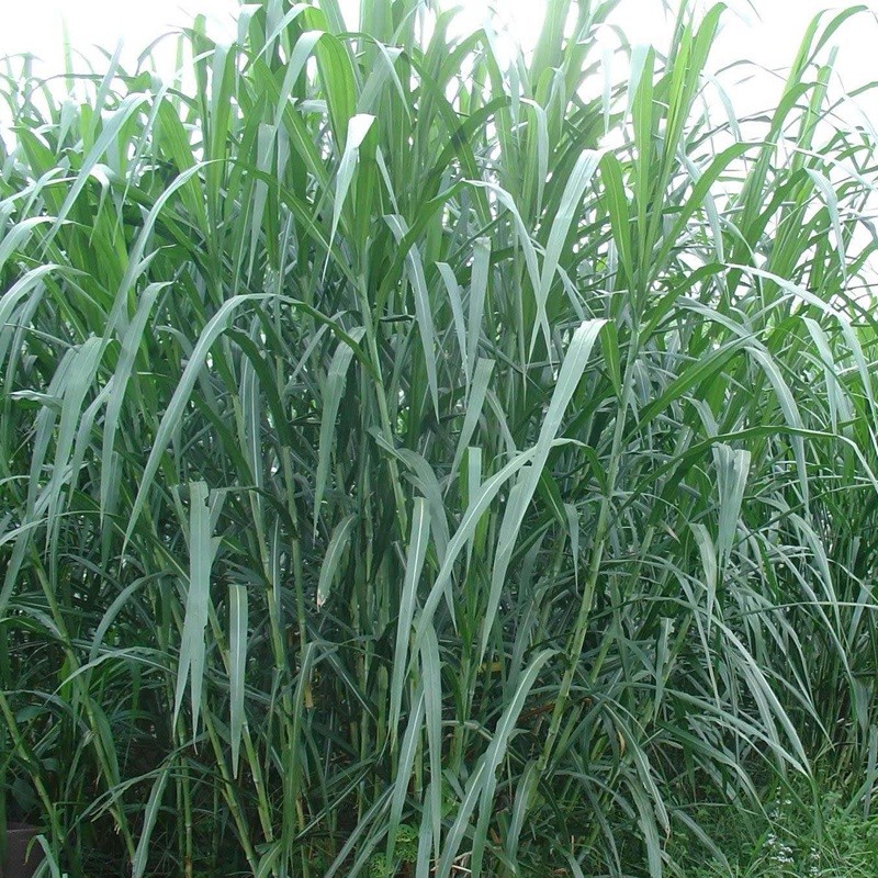 甜象草與皇竹草兩者有什么區(qū)別 甜象草與皇竹草兩者有什么區(qū)別