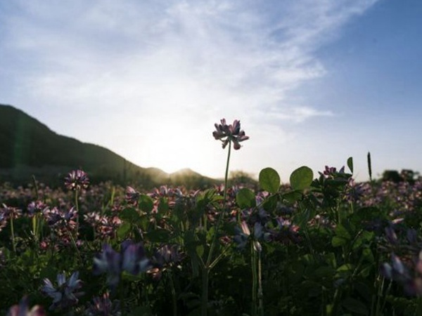 誤入人間的天使——紫衣花海的紫云英 誤入人間的天使——紫衣花海的紫云英