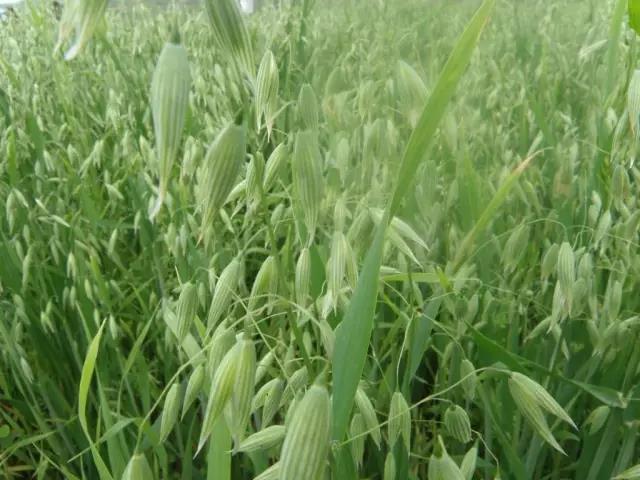 燕麥栽培技術(shù)以及播種方法 燕麥栽培技術(shù)以及播種方法