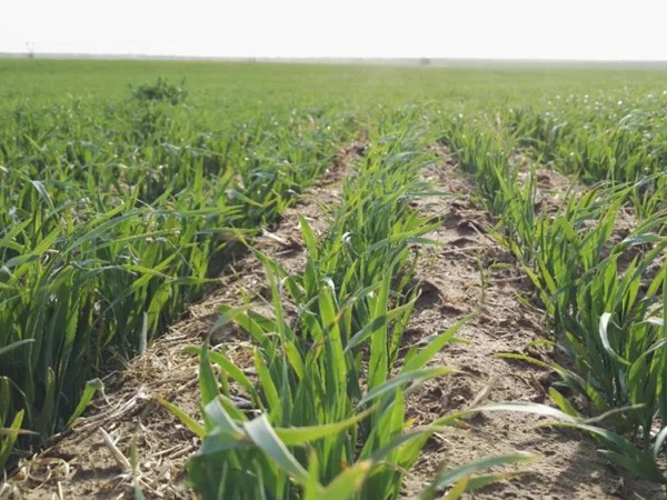 春播燕麥預防麥苗期凍害及凍害后如何補救措施 春播燕麥預防麥苗期凍害及凍害后如何補救措施