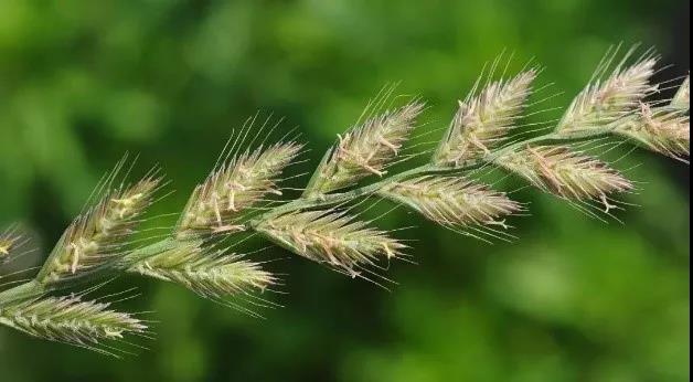 一年生黑麥草基本介紹，和多年生黑麥草有什么區別