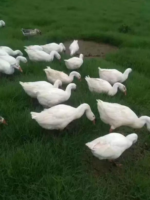 黑麥草什么時候種植比較好?如何種植黑麥草? 黑麥草什么時候種植比較好?如何種植黑麥草?