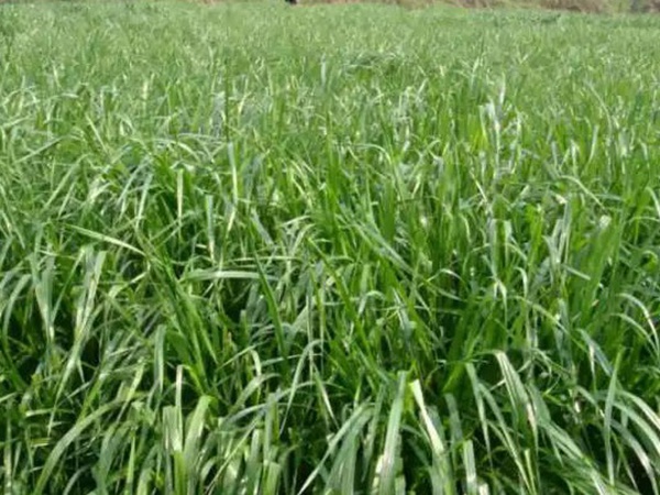 一年生黑麥草播種方法以及如何利用 一年生黑麥草播種方法以及如何利用