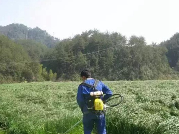 一年生黑麥草播種方法以及如何利用 一年生黑麥草播種方法以及如何利用