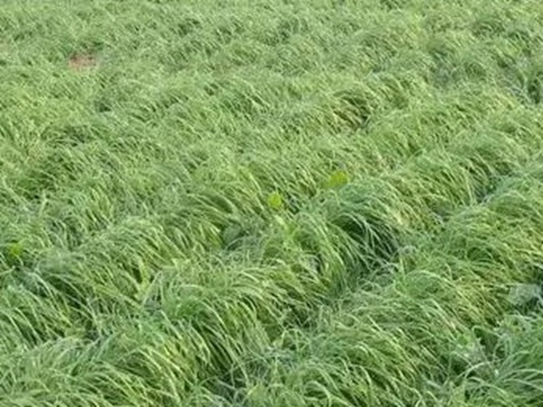 一年生黑麥草特高栽培技術與收割利用 一年生黑麥草特高栽培技術與收割利用
