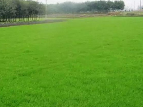 一年生黑麥草的品種優勢及如何選擇 一年生黑麥草的品種優勢及如何選擇