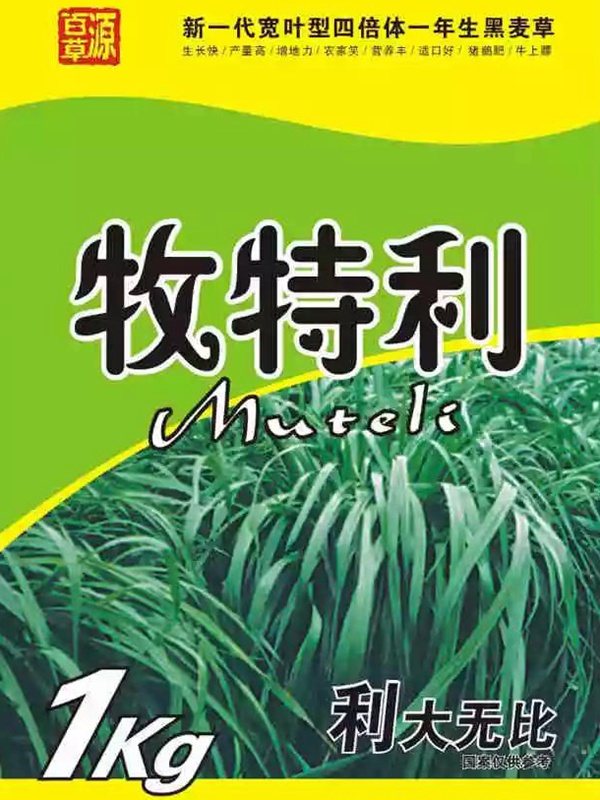 一年生黑麥草牧草品種—牧特利 一年生黑麥草牧草品種—牧特利