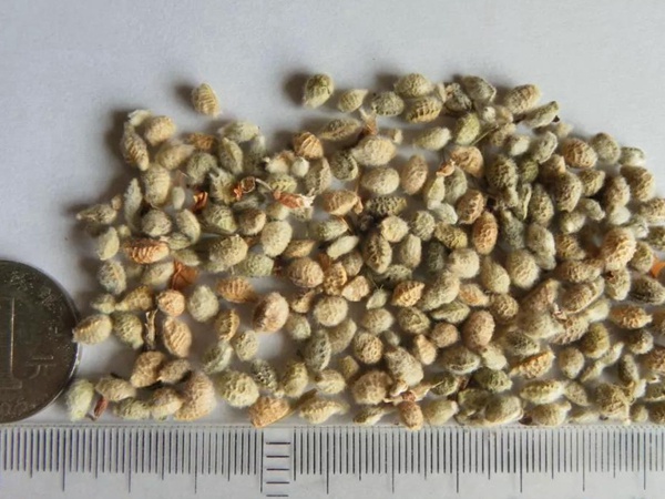 花棒主要價值,適合什么樣的環境下生長 花棒主要價值,適合什么樣的環境下生長