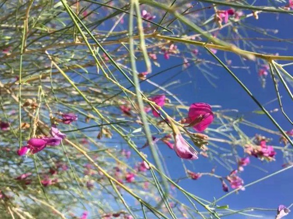 園林中發現美麗的你——花棒 園林中發現美麗的你——花棒