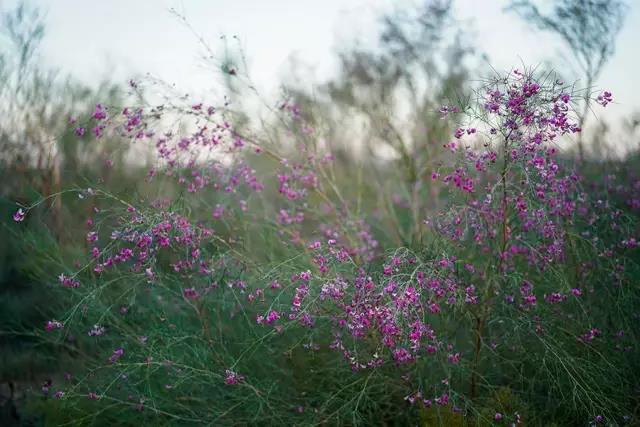 那十七公里的如此美的花棒到底是什么 那十七公里的如此美的花棒到底是什么