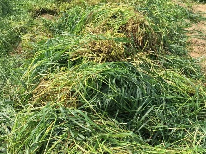 綠肥 - 光葉紫花苕生態特征以及栽培要點