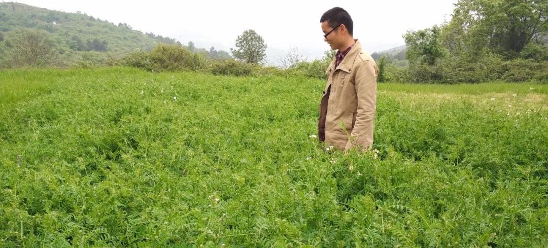 紫花苕種植技術與播種前處理方法 紫花苕種植技術與播種前處理方法