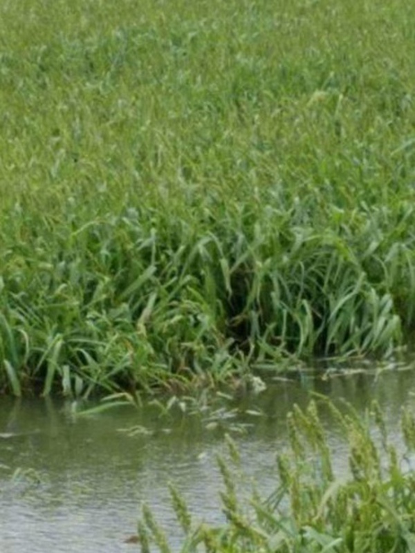 小米草的種植要求之小龍蝦養殖要求 小米草的種植要求之小龍蝦養殖要求