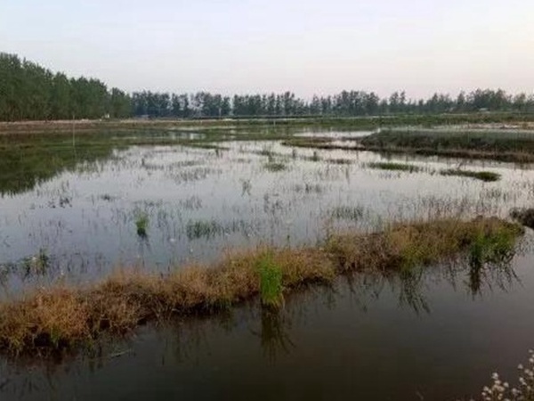 小米草種植方案需要哪幾個(gè)步驟 小米草種植方案需要哪幾個(gè)步驟
