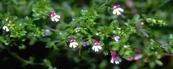 小米草的養(yǎng)殖方法有哪些需要注意的 小米草的養(yǎng)殖方法有哪些需要注意的