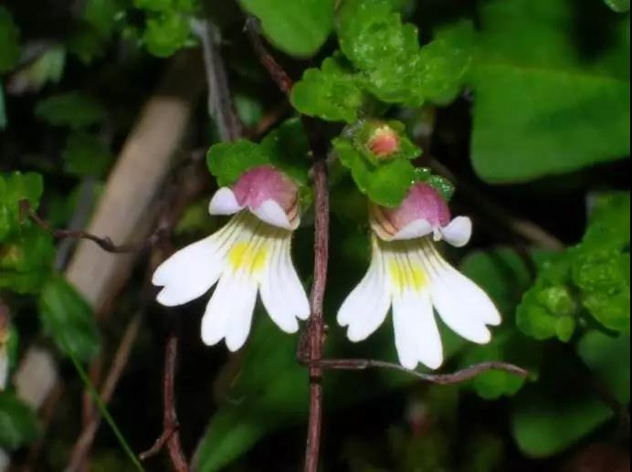 “小米草”的養(yǎng)護方法與播種繁殖 “小米草”的養(yǎng)護方法與播種繁殖