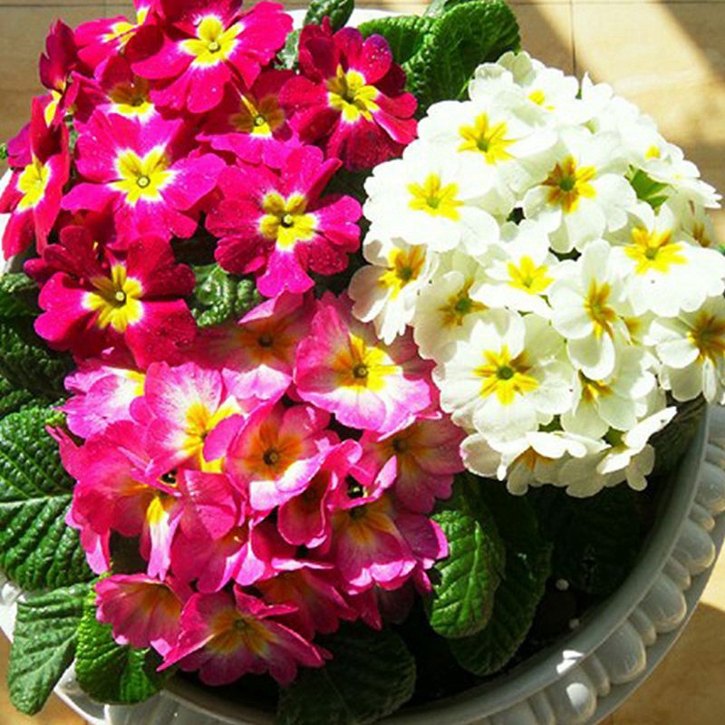 歐洲報春 歐洲報春