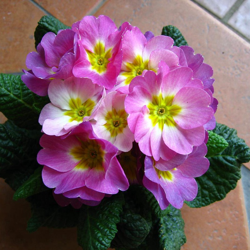 歐洲報春 歐洲報春