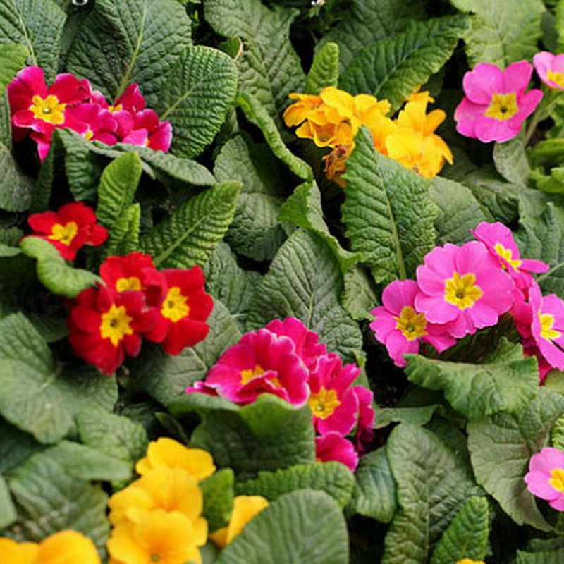 歐洲報春 歐洲報春