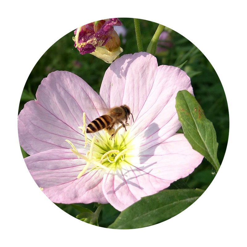 美麗月莧草 美麗月莧草