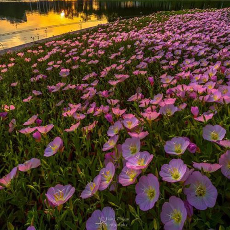 美麗月莧草 美麗月莧草