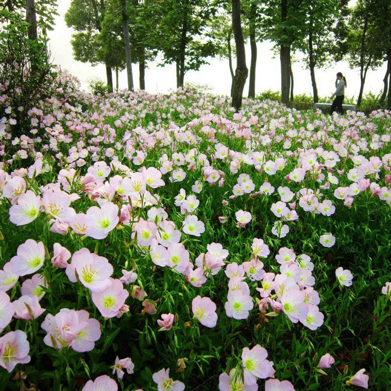 美麗月莧草 美麗月莧草