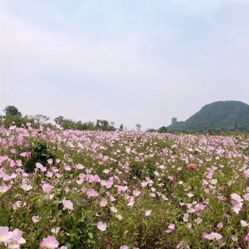 美麗月莧草 美麗月莧草