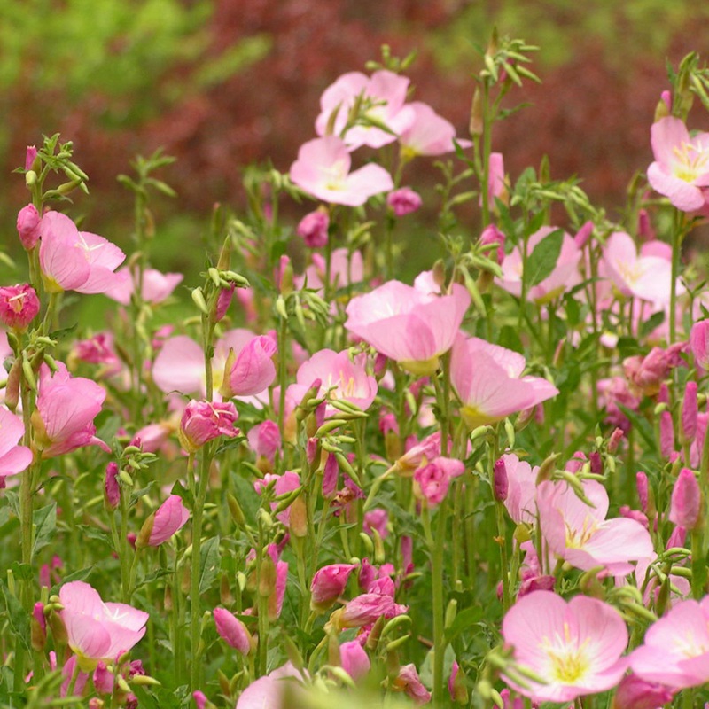 美麗月莧草 美麗月莧草