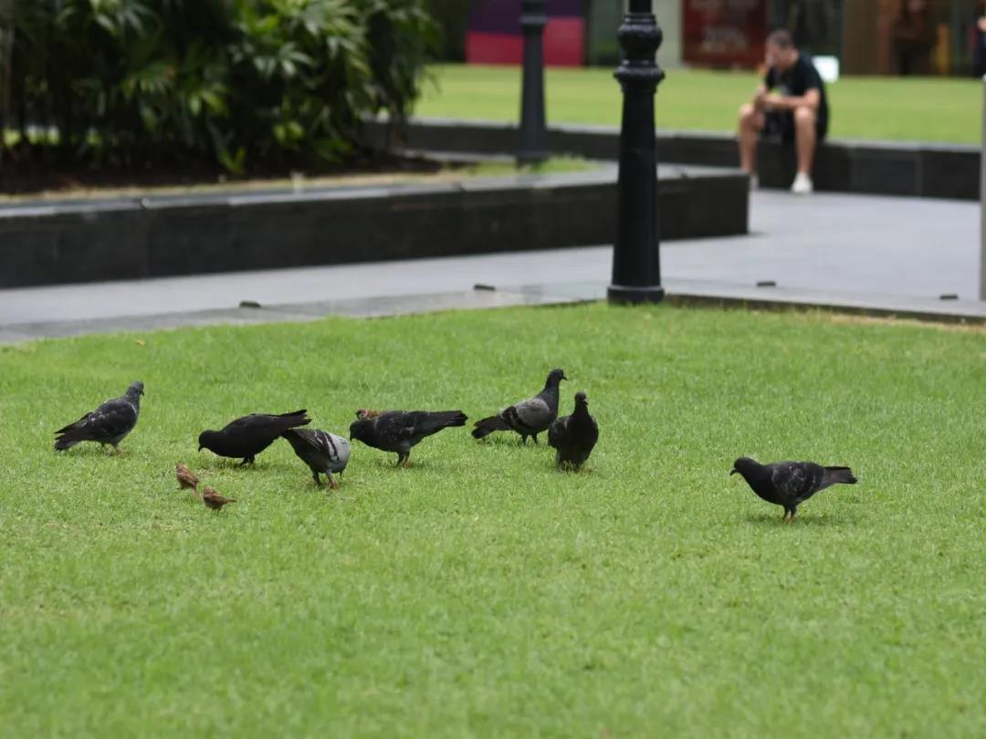 草坪如何才能美如畫,需要這幾個步驟 草坪如何才能美如畫,需要這幾個步驟