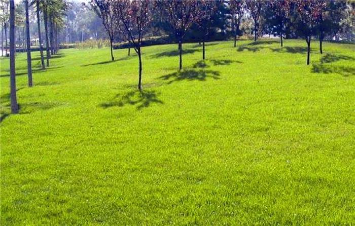 長三角地區冬季混播草坪養護技術與管理方法 長三角地區冬季混播草坪養護技術與管理方法