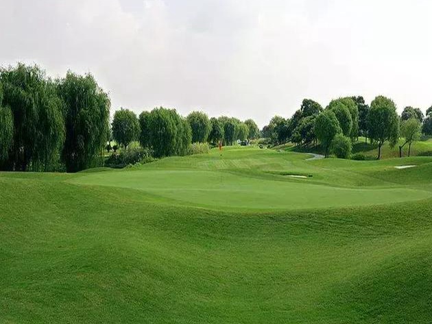 公路護(hù)坡常用草坪種子——高羊茅 公路護(hù)坡常用草坪種子——高羊茅