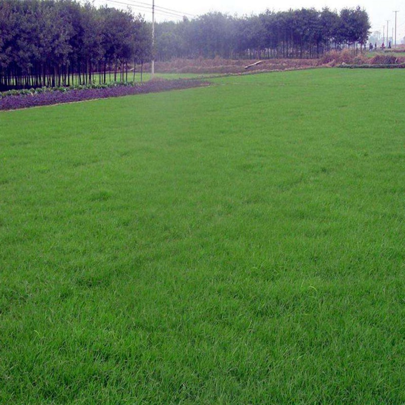 高羊茅草坪養護方法是什么,有什么需要注意的 高羊茅草坪養護方法是什么,有什么需要注意的