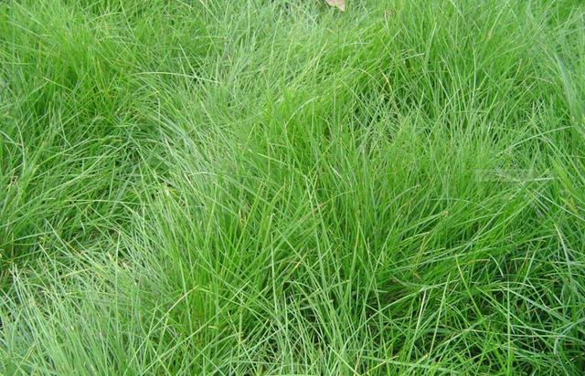 優質牧草種子紫羊茅優點有哪些,還有哪些需要注意的 優質牧草種子紫羊茅優點有哪些,還有哪些需要注意的