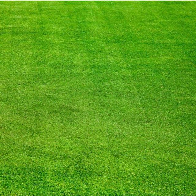 草坪綠化中的王者,護坡能力強大的的剪股穎草種 草坪綠化中的王者,護坡能力強大的的剪股穎草種