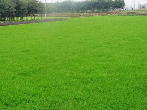 剪股穎綠化草坪種子草簡(jiǎn)介基本介紹 剪股穎綠化草坪種子草簡(jiǎn)介基本介紹