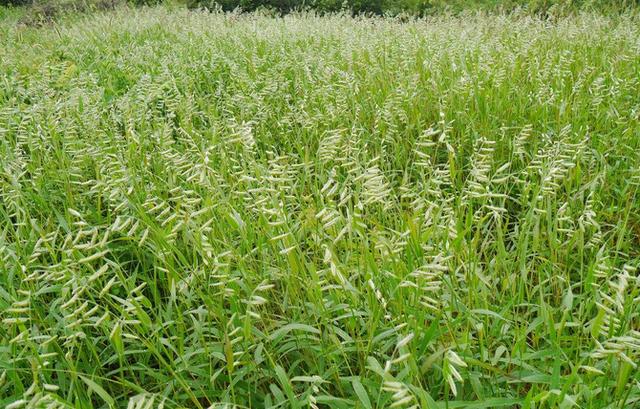 鹽堿地優良牧草種子——堿茅 鹽堿地優良牧草種子——堿茅