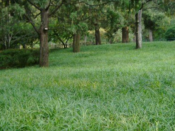 堿茅草種子種植方法是什么,發(fā)芽率怎么樣 堿茅草種子種植方法是什么,發(fā)芽率怎么樣