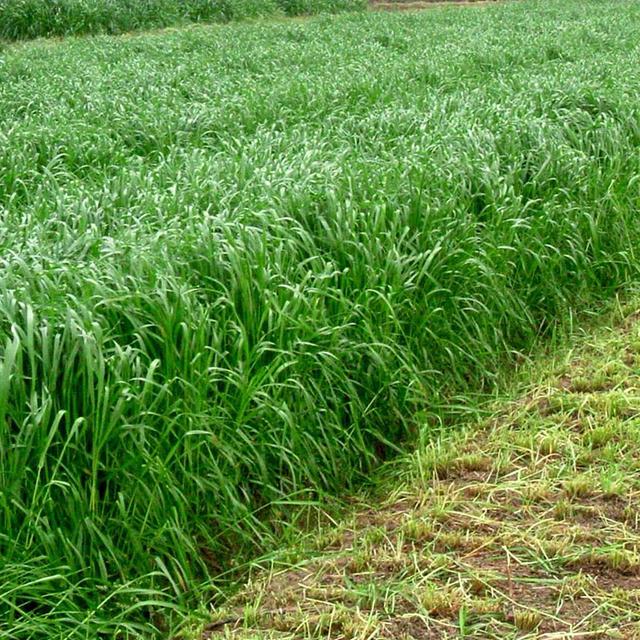 優質牧草種黑麥草,生長速度快,產量高,畜牧愛吃 優質牧草種黑麥草,生長速度快,產量高,畜牧愛吃