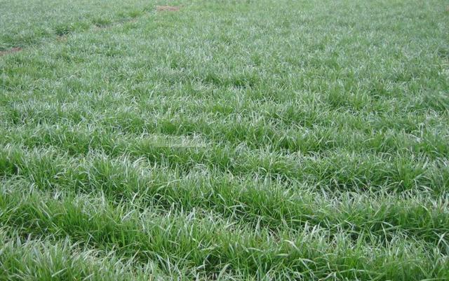 一次種植，多次收益的優(yōu)質(zhì)牧草——多年生黑麥草