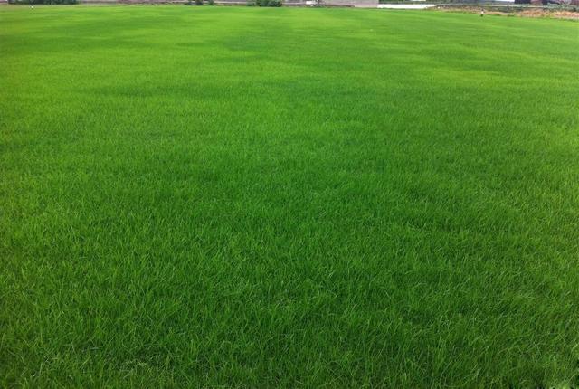 多年生黑麥草在我國的發展形式為何會這么的好? 多年生黑麥草在我國的發展形式為何會這么的好?