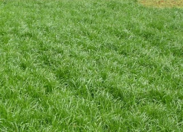 一年生黑麥草種植技術與播種方法 一年生黑麥草種植技術與播種方法