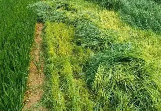 多年生黑麥草種植技術介紹與用途 多年生黑麥草種植技術介紹與用途