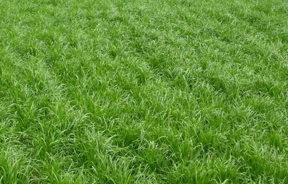 冬天適合播種的牧草——一年生黑麥草 冬天適合播種的牧草——一年生黑麥草