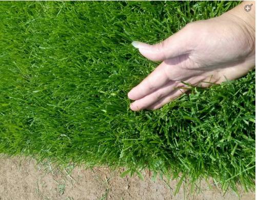 早熟禾草坪雜草發(fā)生規(guī)律及處理方案！