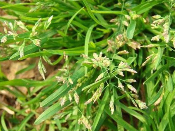 草坪種子——小麥田早熟禾怎么除？有什么方法去除？