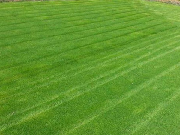 哪個公司有賣百慕大種子?種植后幾天可以發芽? 哪個公司有賣百慕大種子?種植后幾天可以發芽?