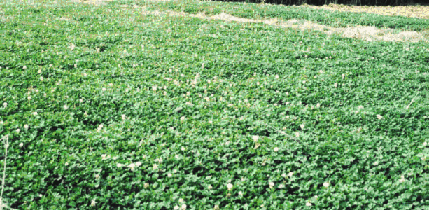 白三葉的種植技術,什么時候種植比較合適 白三葉的種植技術,什么時候種植比較合適