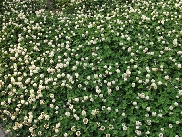 白三葉應該怎么種植?需要哪幾個步驟? 白三葉應該怎么種植?需要哪幾個步驟?