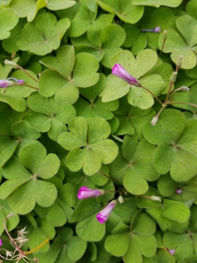 白三葉和紅花酢漿草識別技術要點有哪些 白三葉和紅花酢漿草識別技術要點有哪些