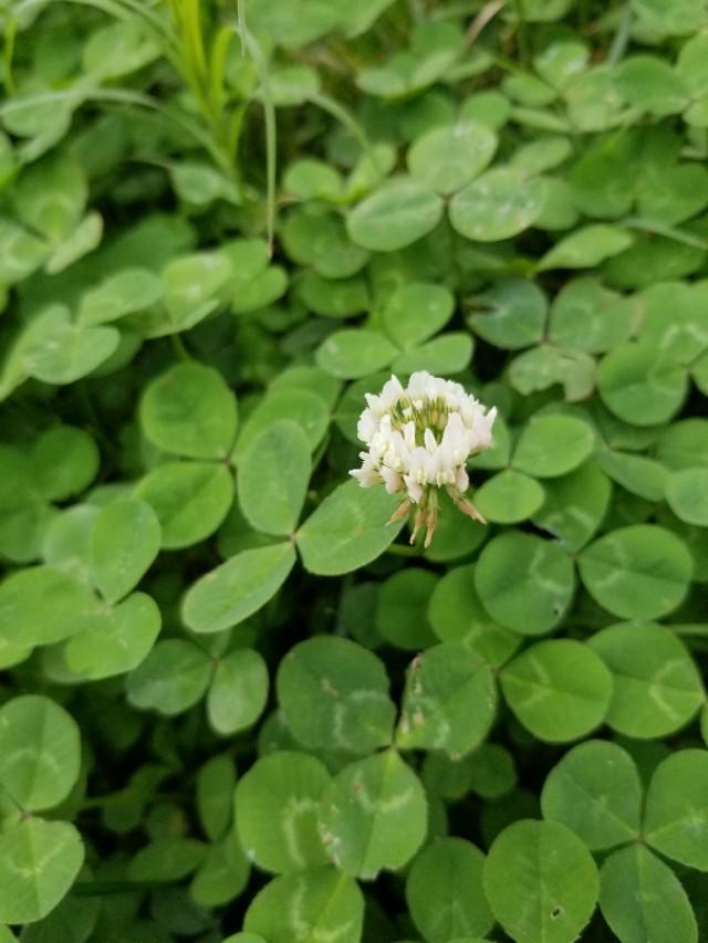 白三葉和紅花酢漿草識別技術要點有哪些 白三葉和紅花酢漿草識別技術要點有哪些